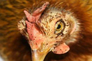 Узроци и симптоми појаве пилећих ушију, како их уклонити и шта урадити за превенцију