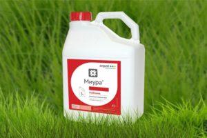Norādījumi par Miura herbicīda lietošanu pret nezālēm gultās un patēriņa pakāpe