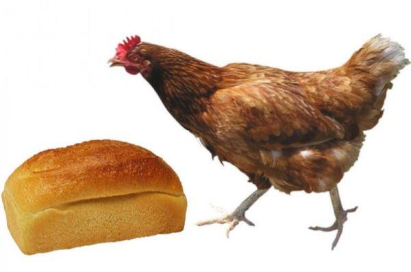 pollo y pan