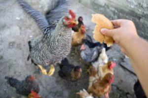 Да ли је могуће давати пилећим пилићима и слојевима хлеба, храњењем црно-белим производима