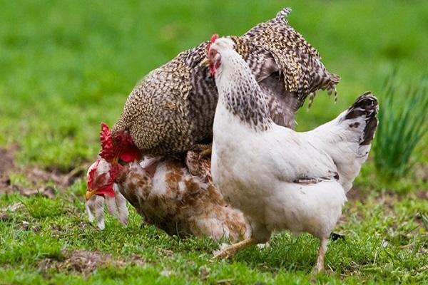 combats de poulet