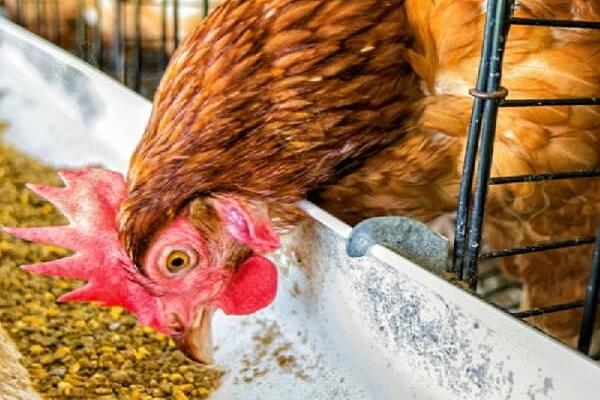 Warum Hühner Eier ohne Schalen legen: Gründe und was dagegen zu tun ist