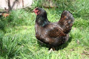 Beschrijving van het kippenras Barnevelder en hoe voor vogels te zorgen