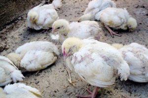 Symptome und Methoden zur Behandlung von Salmonellose bei Hühnern, Prävention von Krankheiten