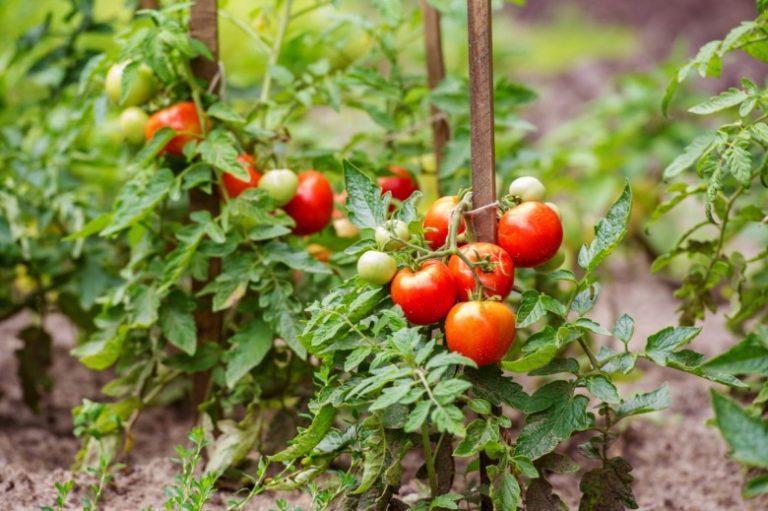 fungicídy pre paradajky