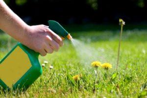 Ako sa zbaviť buriny na trávniku pomocou selektívnych a nepretržitých herbicídov