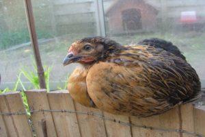 Опис и карактеристике држања пилића пасмине Супер Харко