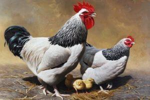 Sasekso viščiukų aprašymas, laikymo ir šėrimo taisyklės