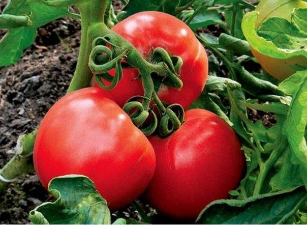 tomatenverwerking
