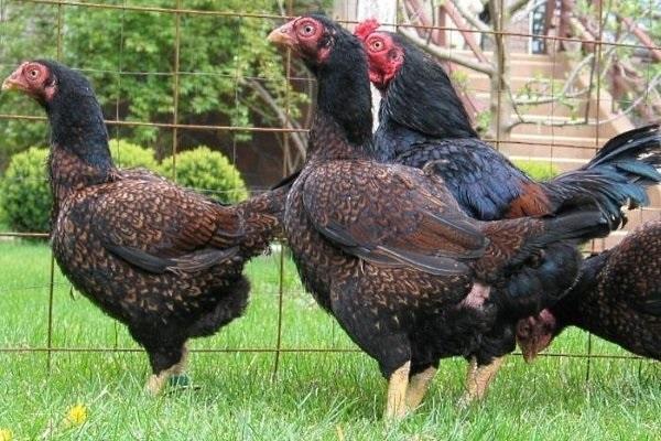 Coruel kycklingar