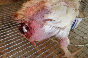 Was tun, wenn ein Huhn aus dem Eileiter gefallen ist? Ursachen und Behandlung