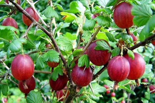fructe de padure rosii