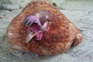 Comment traiter l'hydropisie chez les poulets, les causes et les symptômes de la maladie de la volaille