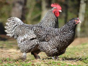 Description et caractéristiques des poulets coucous de Malines, règles d'élevage