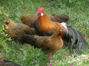 Beschreibung und Bedingungen für die Haltung von Hühnern der Phoenix-Rasse