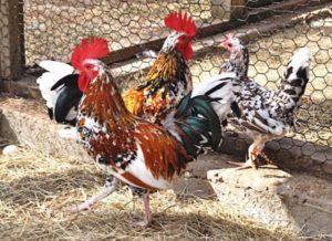 Beskrivning och regler för att hålla dvärgras av kycklingar Bentamki