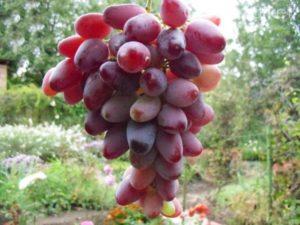 Beskrivning av Zarevo-druvor, planterings- och odlingsregler
