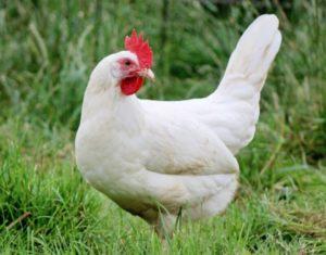 Rusijos baltųjų veislės viščiukų laikymo sąlygos ir aprašymas