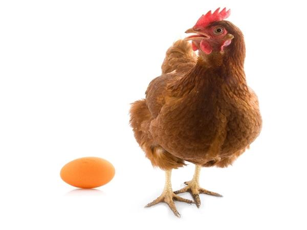 بيض دجاج عالي الخط