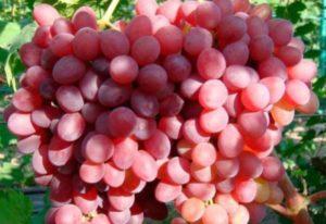 Beskrivning av Rosemus druvor, plantering och vårdregler