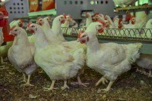 Description of broilers of the Arbor Aykres breed and maintenance rules