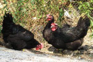 Descrizione delle 6 migliori razze di polli con piumaggio nero e regole di allevamento