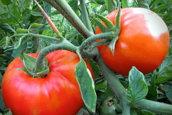 rode tomaten