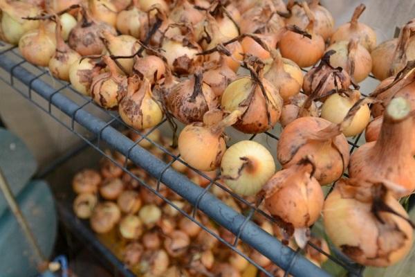 4 geriausi būdai tinkamai išdžiovinti svogūnus namuose žiemai
