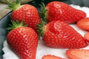 Beschrijving van Gariguetta-aardbeien, plant- en verzorgingsregels