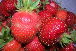 Beskrivning av jordgubbesorter Moskva delikatess, plantering och vård