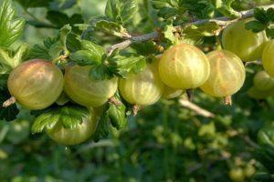 Descrizione dell'uva spina di Rodnik, regole di semina e cura