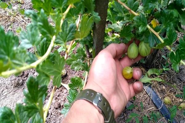 Descrizione dell'uva spina di Rodnik, regole di semina e cura