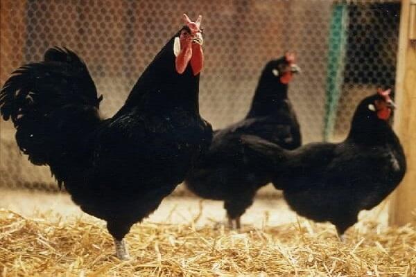 svarta kycklingar
