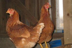 Опис и карактеристике Тетра пилића, правила држања