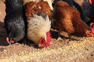 Која је опасност од недостатка шкољки у исхрани пилића, састава и како их правилно дати