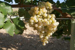 Az Ayren szőlőfajta leírása és jellemzői, ültetés és gondozás