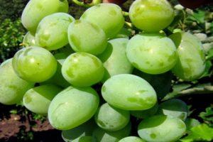 Beskrivning av Kokur-druvor, regler för plantering och odling