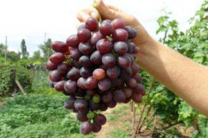 Beskrivning och egenskaper hos Krasa Nikopol-druvor, plantering och skötsel