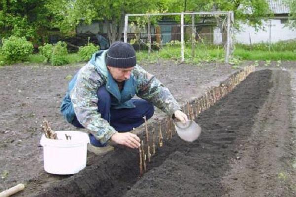 plantering plantor