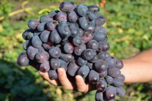 Beskrivning och subtilitet av odling av Lorano-druvor