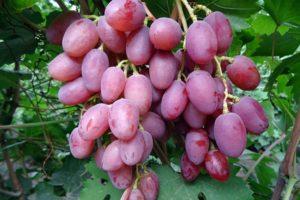 Beskrivning och teknik för odling av Ruta-druvor