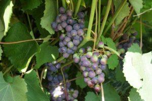 „Taezhny“ vynuogių veislės aprašymas, sodinimo ir priežiūros taisyklės