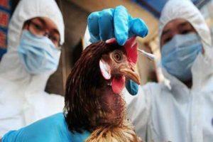 Симптоми куге код пилића и зашто је болест опасна, методе лечења и превенција
