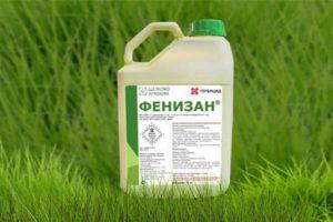 Návod na použitie herbicídu Fenisan, mechanizmus účinku a mieru spotreby