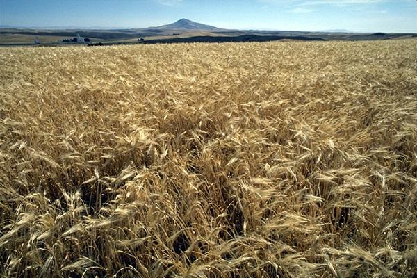 зрела пшеница