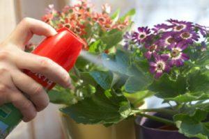 Liste over de bedste fungicider til indendørs planter og instruktioner til brug af stoffer