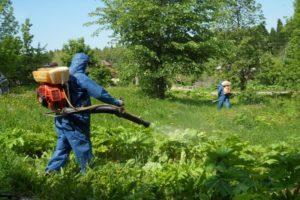 Beskrivning av de bästa herbiciderna från hogweed och reglerna för behandling av läkemedel