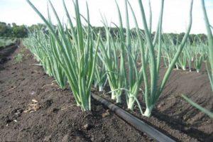 Herbicidų, skirtų svogūnams gydyti, aprašymas ir naudojimo instrukcijos nuo piktžolių aprašymas