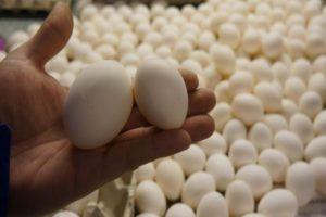 Kaip laikyti perinti skirtus kiaušinius prieš įkuriant inkubatoriuje, kambario reikalavimus ir laiką