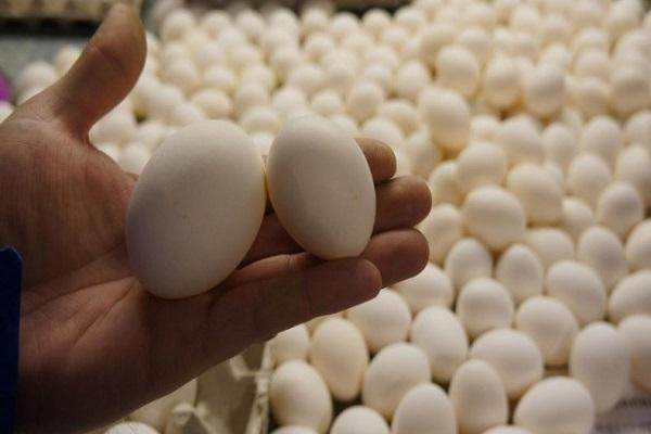 kiaušiniai inkubacijai